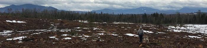 [Thumbnail for coverPermies2020.png]