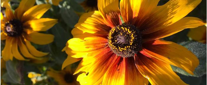 [Thumbnail for mexican-sunflower.JPG]