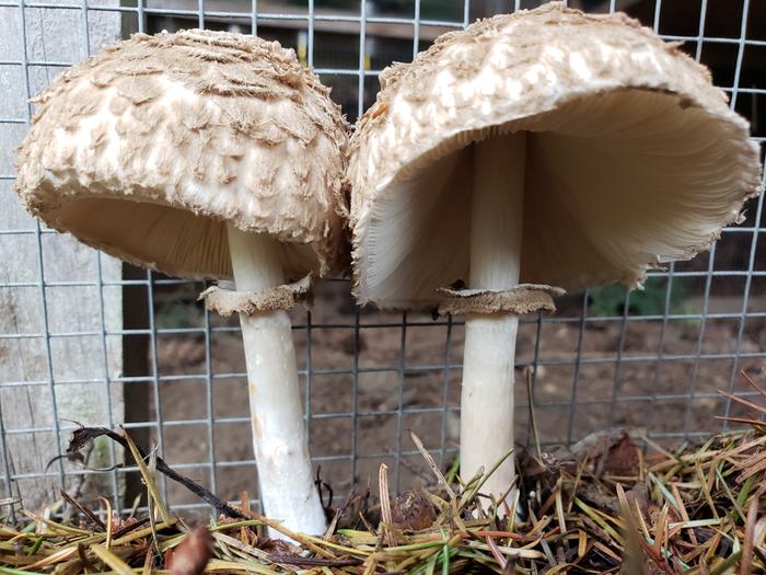 Shrooms