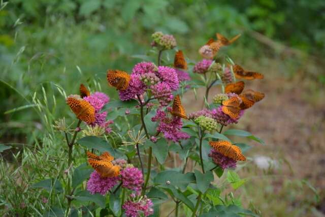 Our butterflies on milkweed