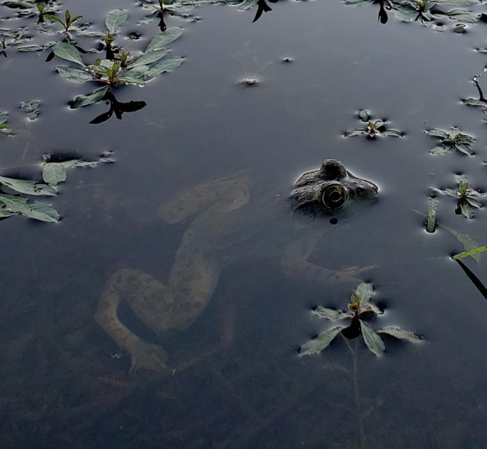 bullfrog