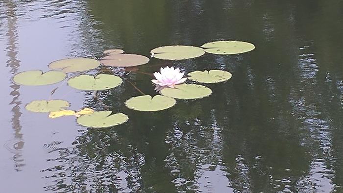 pond-lily