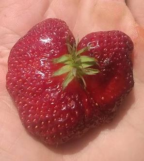 [Thumbnail for -heart-shaped-strawberry.JPG]