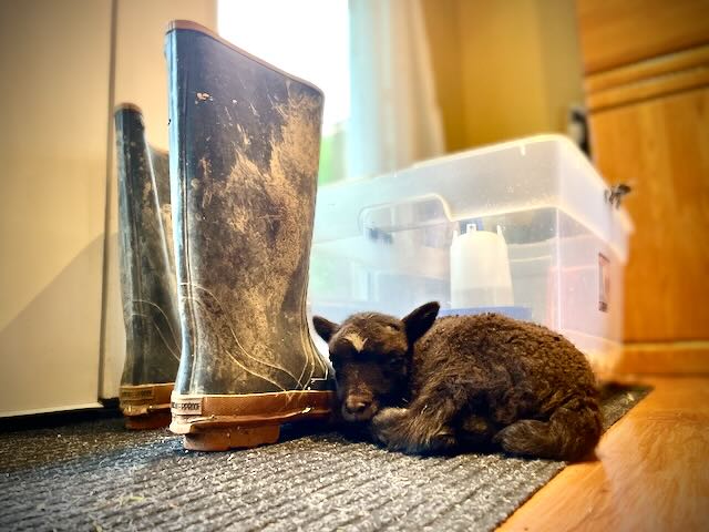 [Thumbnail for IMG_6579.jpeg]