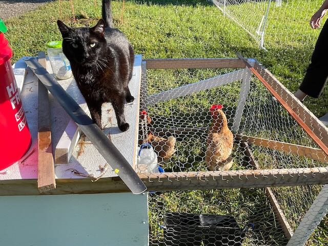 [Thumbnail for IMG_6944.jpeg]