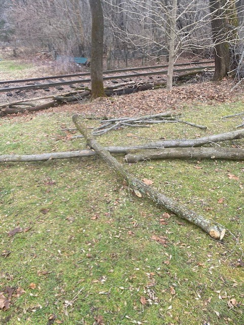 Piece of a Box Elder