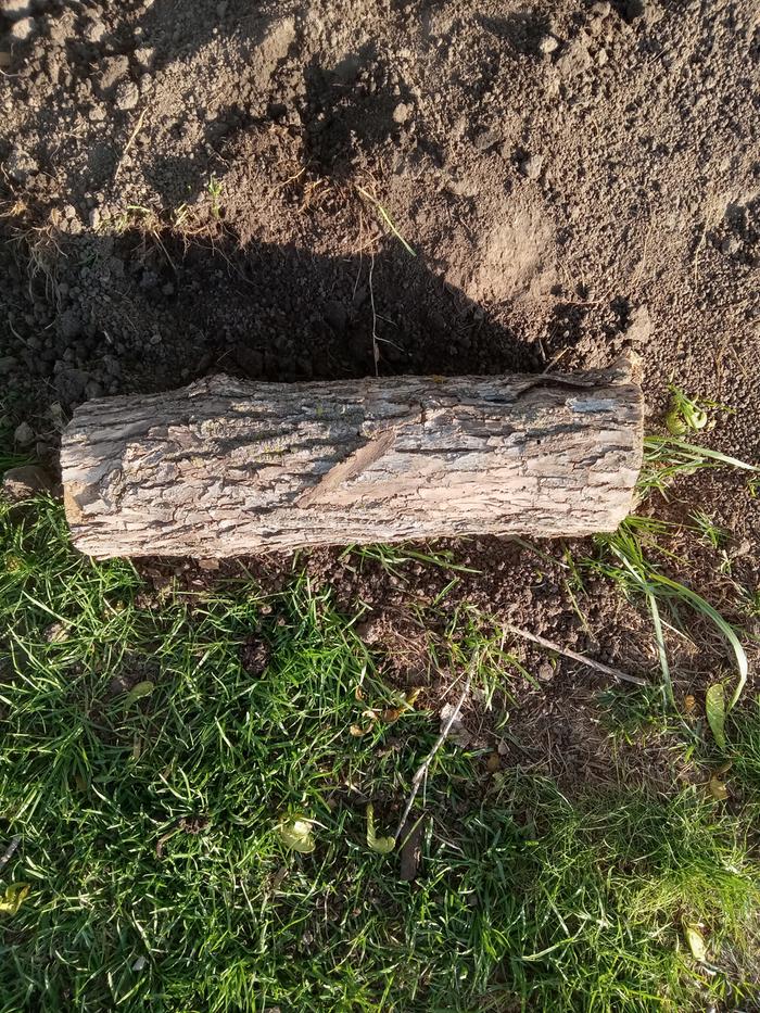 Original log from our splitting pile 