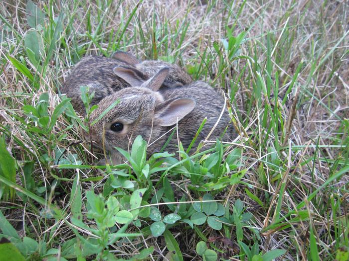 The grass has eyes