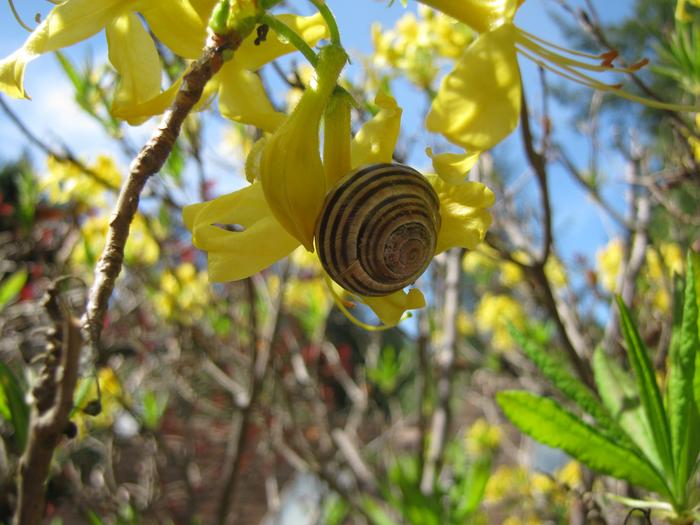 snail hanging out on an azalea