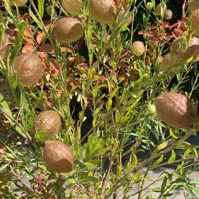 plant exploded with balloons