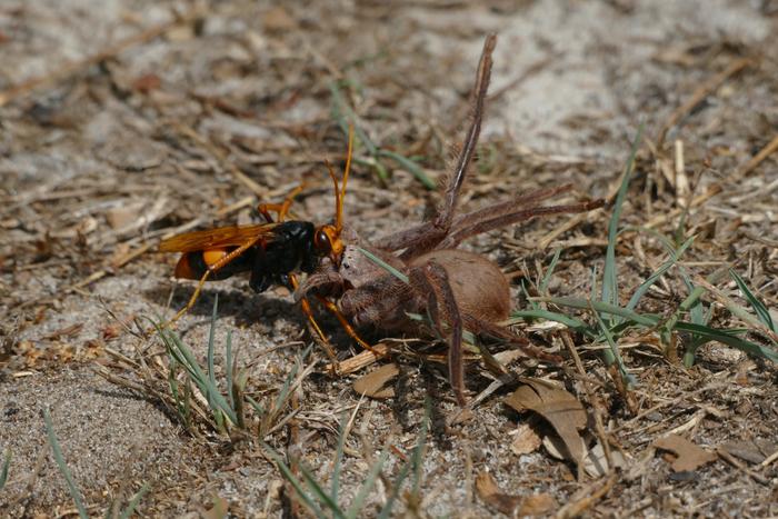 Australian spider wasp