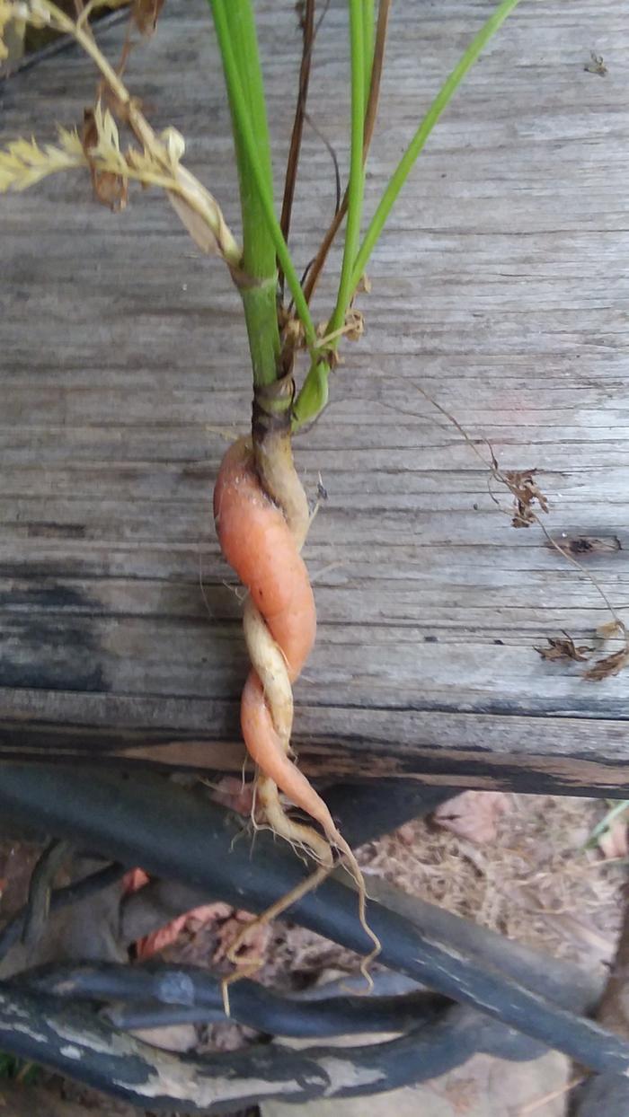 Wild and garden carrot entwined