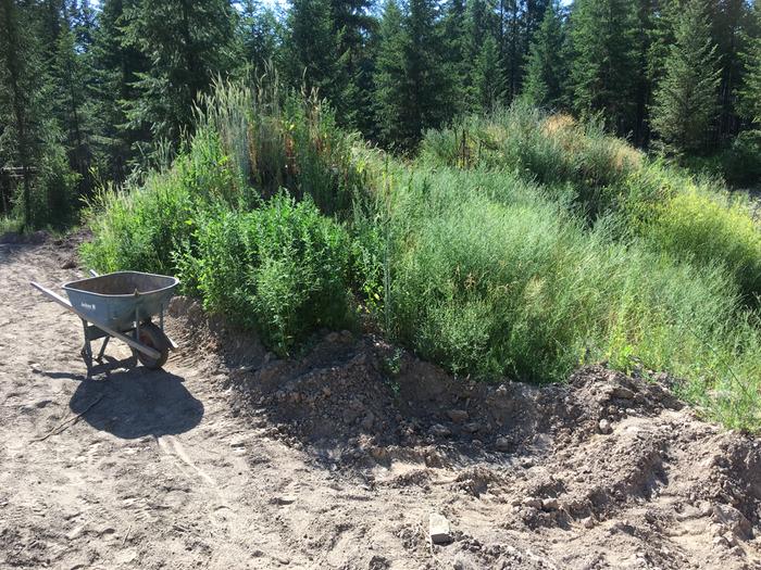 plants I cleared for mulch