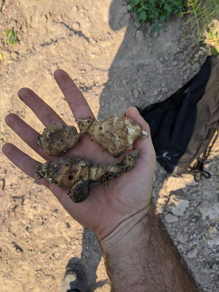 sunchoke tubers to plant