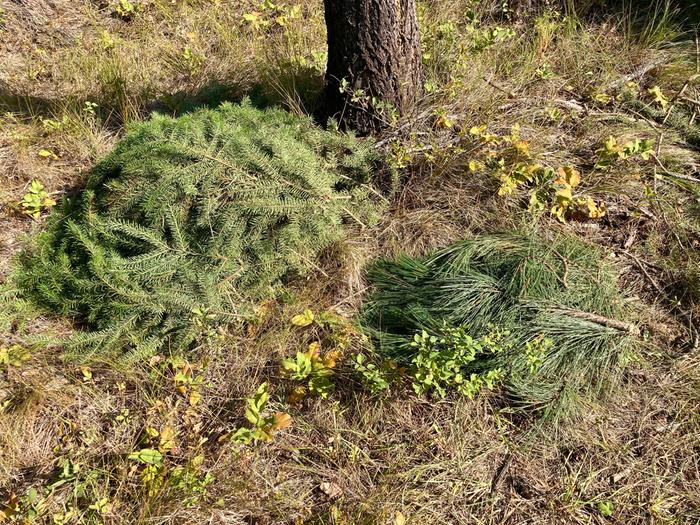 Pine and fir mulches