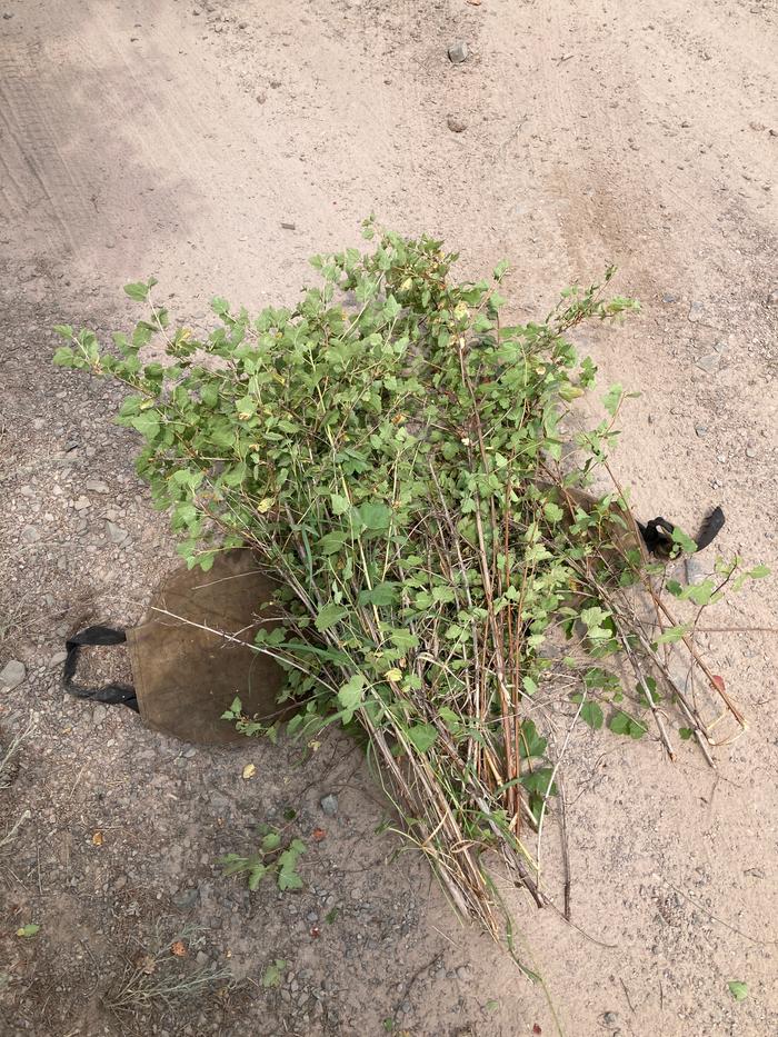 Mulch from currants trying to overtake the lab loop road. 