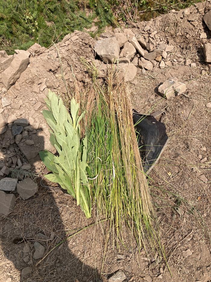 Sample of the mullein and a variety of field grasses also used for mulch