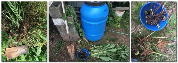 realizing i forgot pics of comfrey and sunchokes, sunchokes were already grown past being tubers