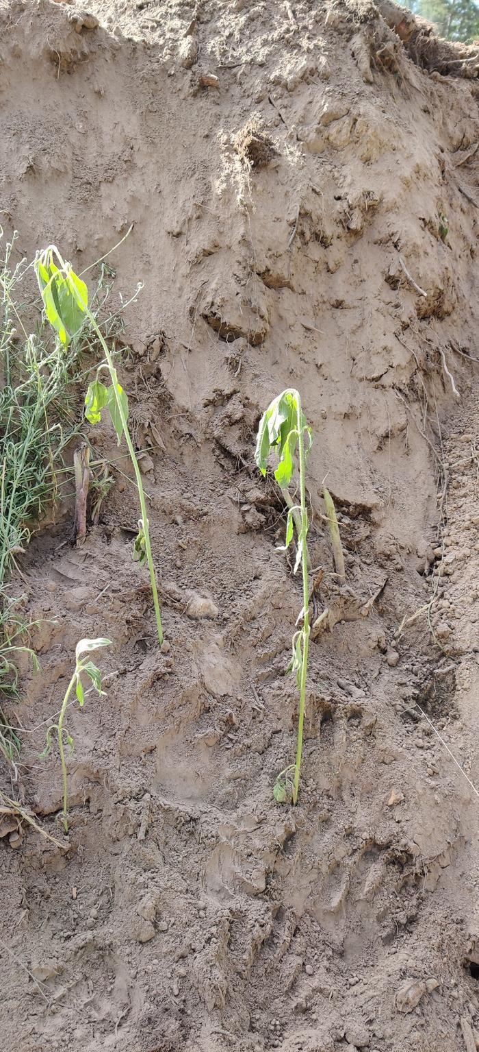 Young plantings on hugelkultur bed