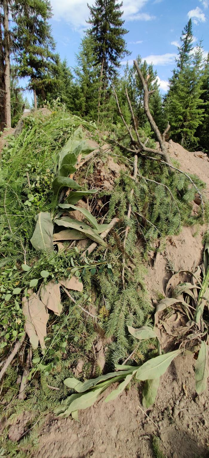 mulching giant hugel bed