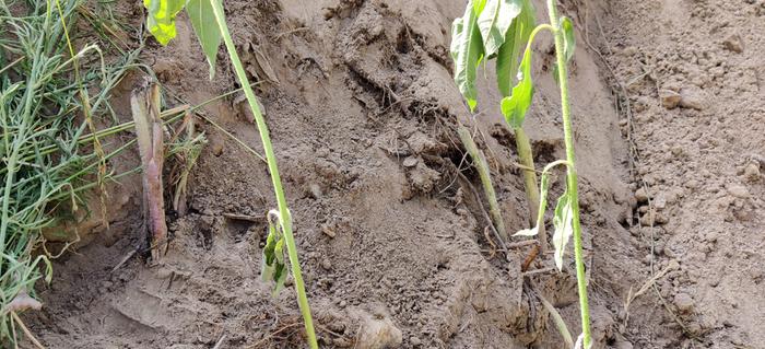 planting hugelkulture mound