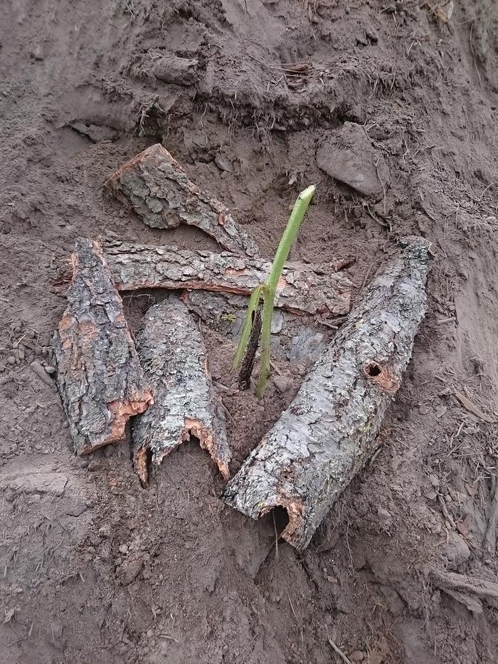 comfrey planted in new hugel mound