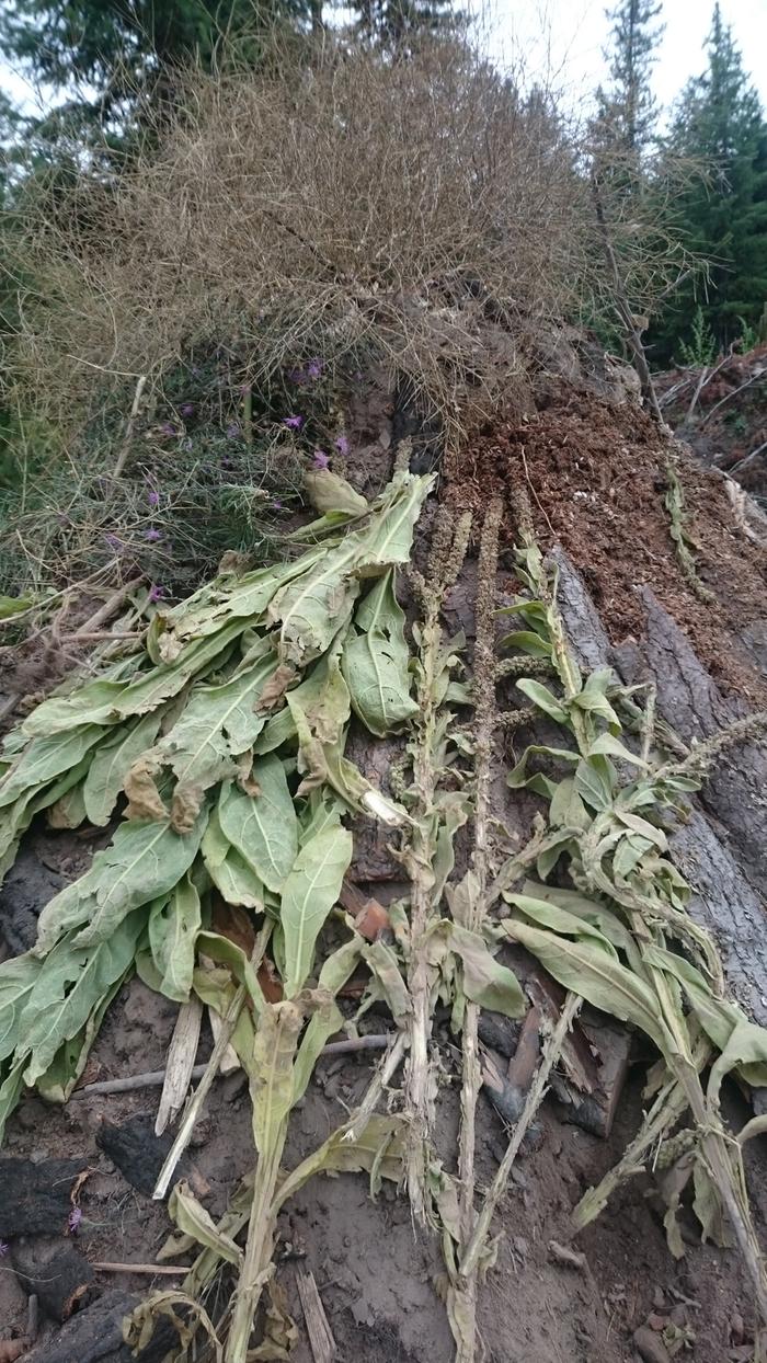 mulching hugelkultur mound