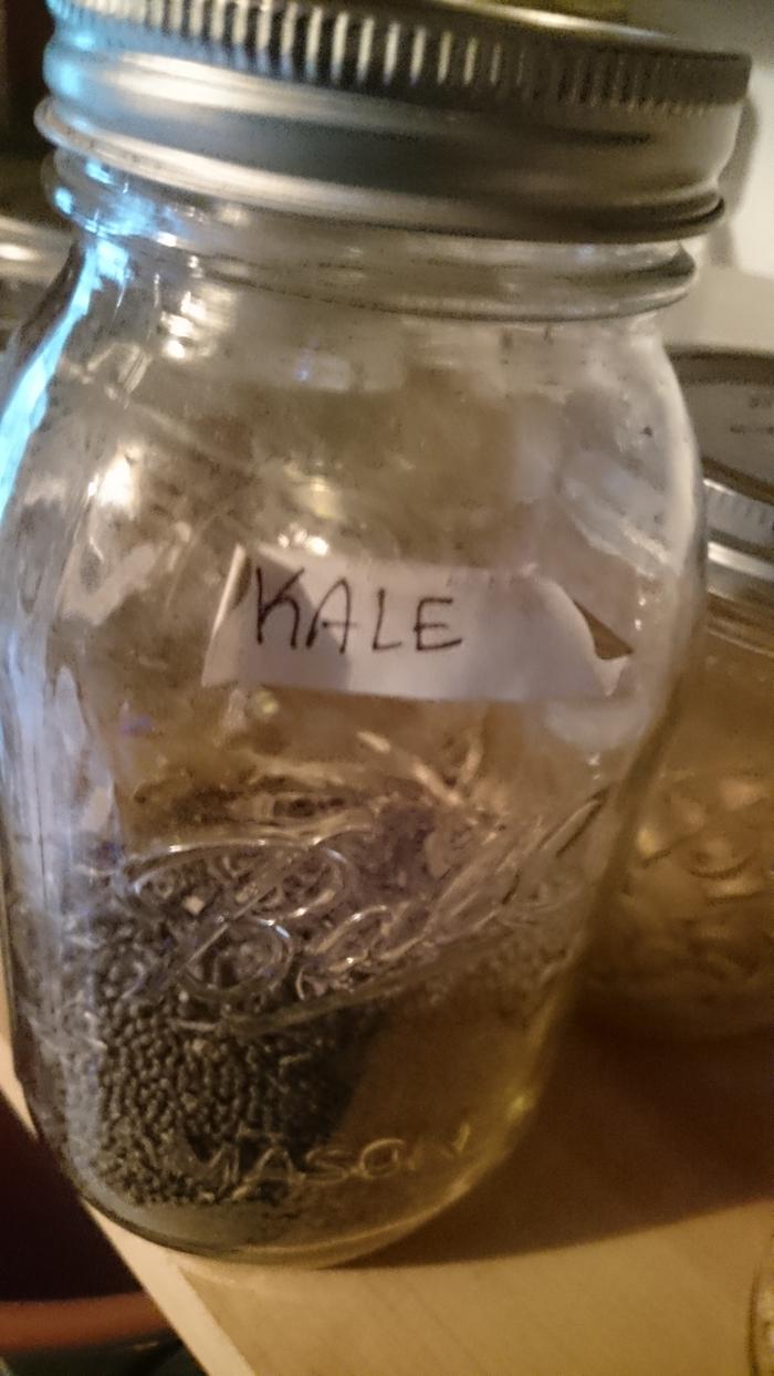 kale seeds