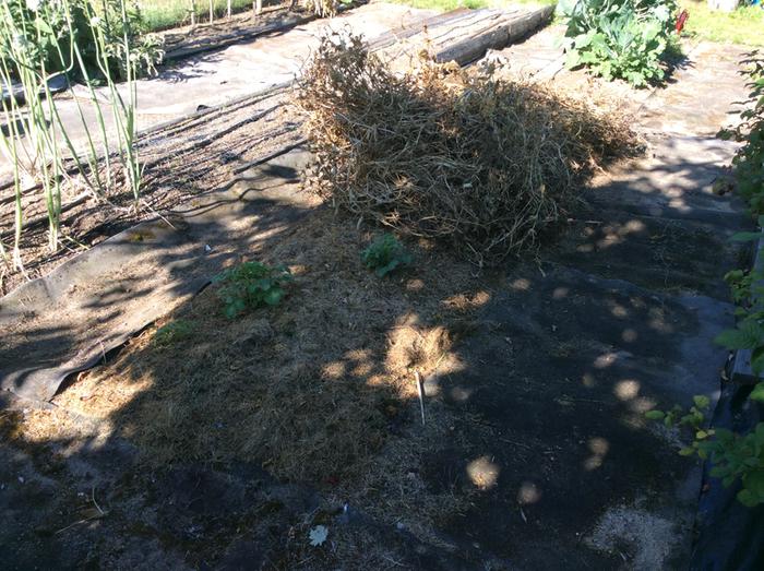 Before mulching with pea vines. Grass clippings were already in place.