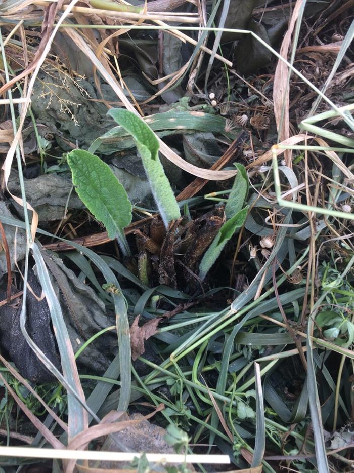 Comfrey shoots