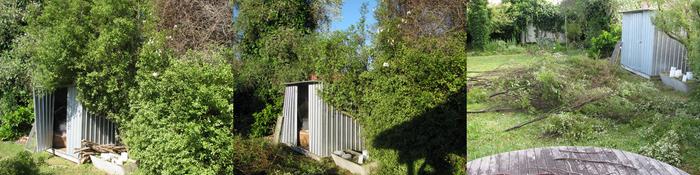 Chopping a hedge neglected by the previous tenants to a more manageable height & getting it off the shed