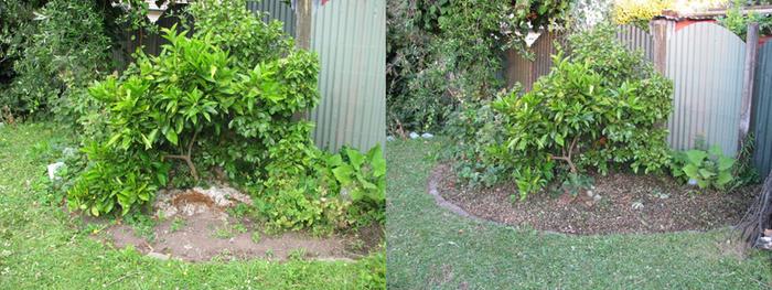 The area pre- and post- dropping finely chopped twigs