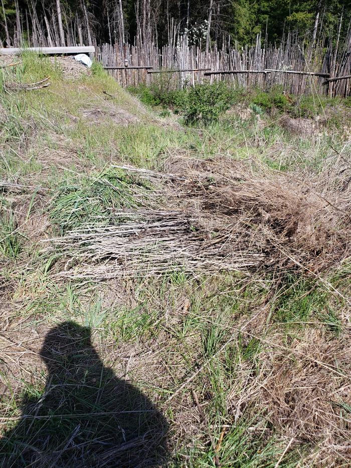 Chopping dead stalks 20 sq ft