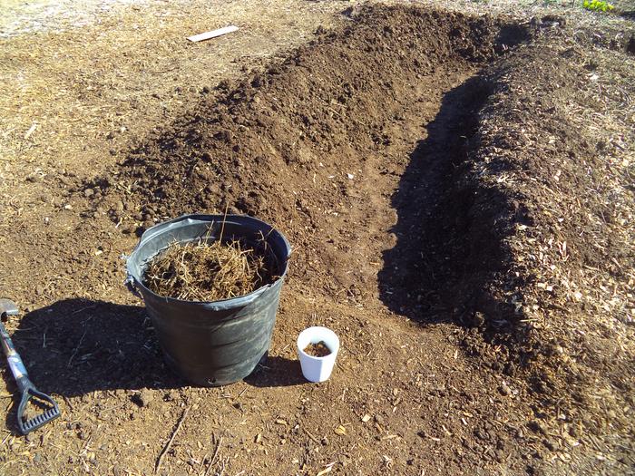 removing weeds and saving worms in the white cup