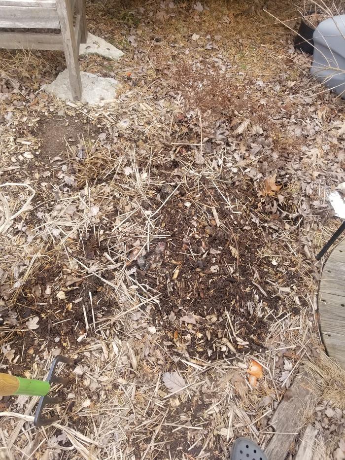 covered with mulch