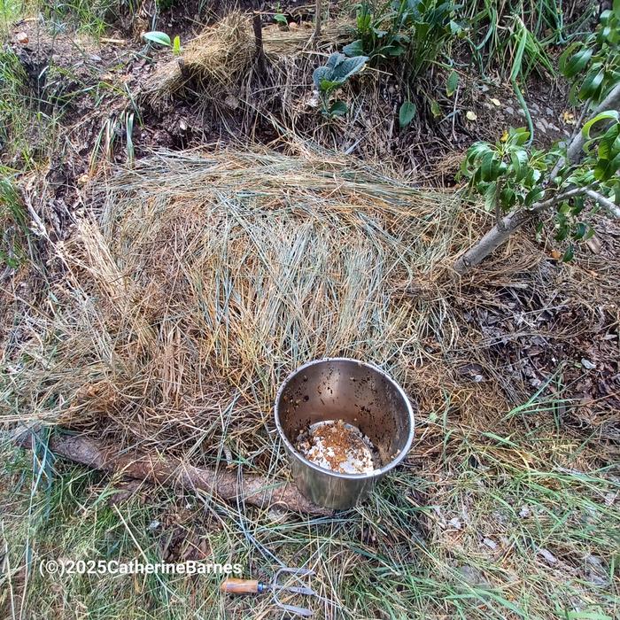 [Thumbnail for BB-Mulch-covering-Compost-Ruth-Stout-style-composting-spot1.jpg]