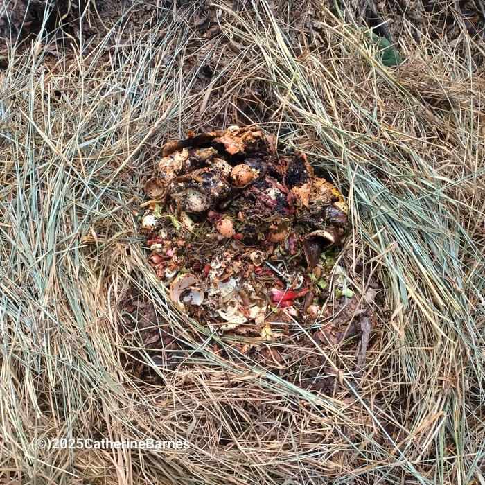 [Thumbnail for BB-Compost-in-open-mulch-Ruth-Stout-style-composting-spot1.jpg]