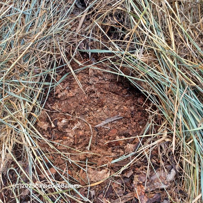 [Thumbnail for BB-Mulch-open-Ruth-Stout-style-composting-spot1.jpg]