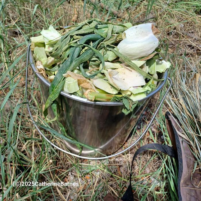 [Thumbnail for BB-Compost-Ruth-Stout-style-composting-spot1.jpg]