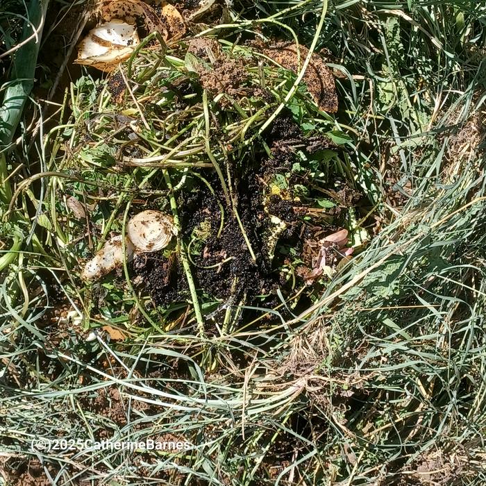[Thumbnail for BB-Compost-in-mulchRuth-Stout-style-composting-spot2.jpg]