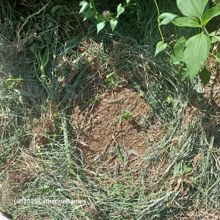[Thumbnail for BB-open-mulch..Ruth-Stout-style-composting-spot2.jpg]