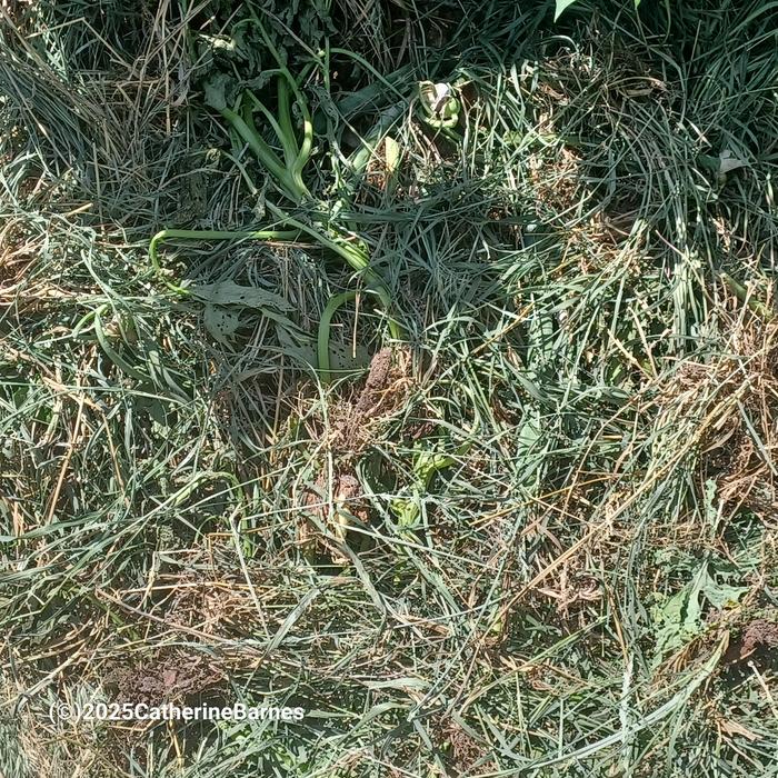 [Thumbnail for BB-MulchRuth-Stout-style-composting-spot2.jpg]