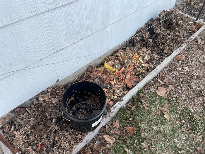 Empty Bucket 2 (This Was Mulched Afterwards)
