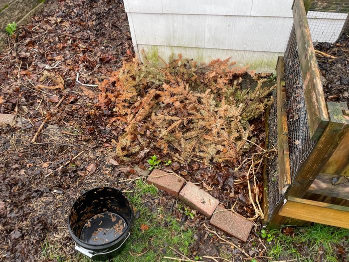 Empty Bucket 3 w/ Christmas Tree Mulch