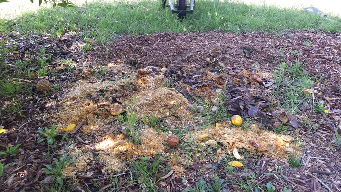 4. Topping up with a mulch of wood chips