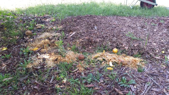 5. Topping up with a mulch of wood chips