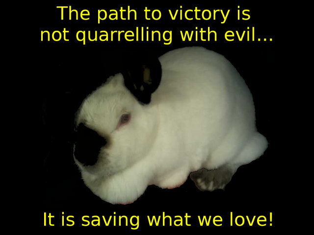 [Thumbnail for path-to-victory-rabbit.jpg]