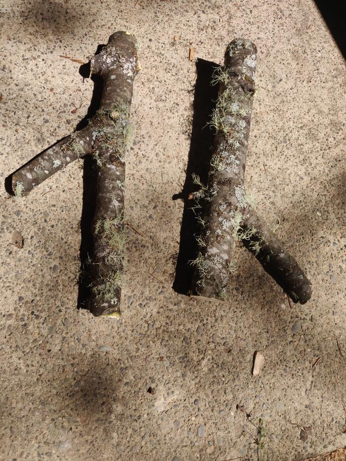 chunks of wood that you are starting with