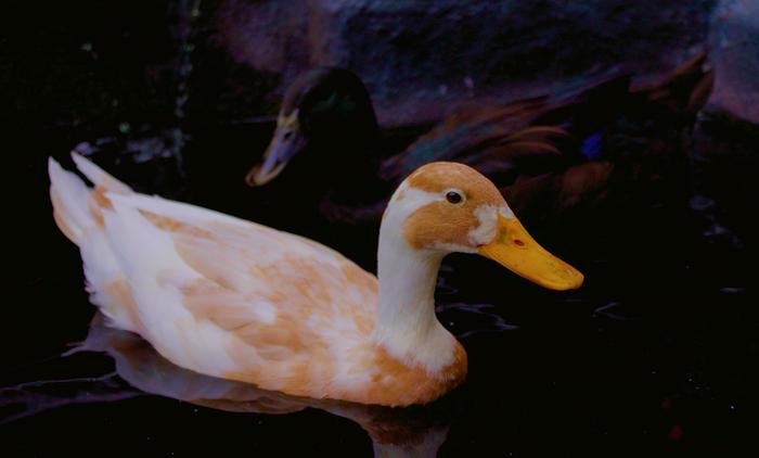 [Thumbnail for Ducks-on-pond.jpg]