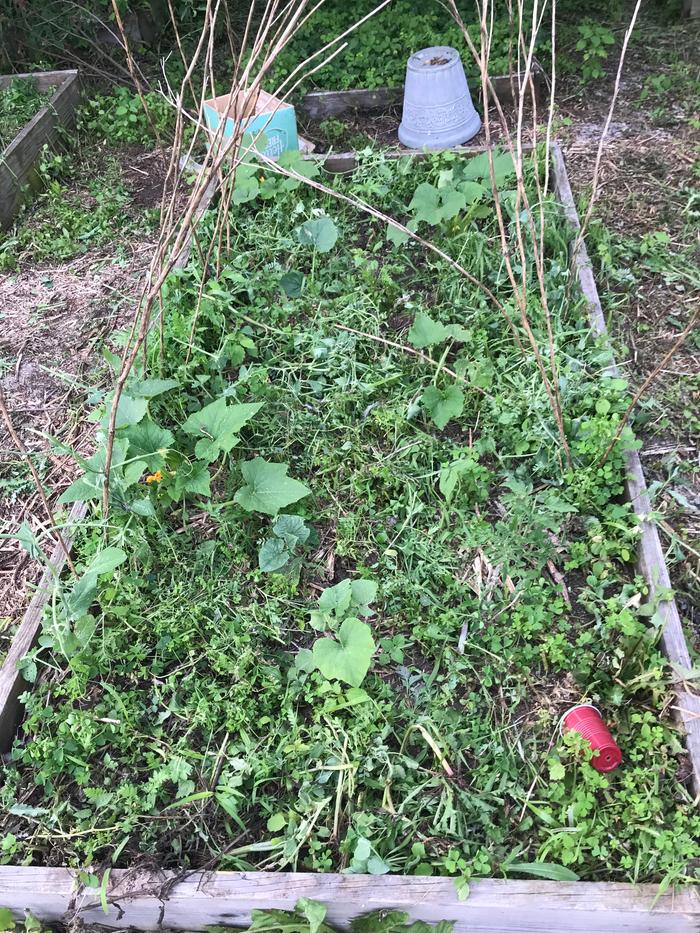 [Thumbnail for Crowded-polyculture-bed-with-heavy-chop-and-drop-using-native-weeds.jpeg]